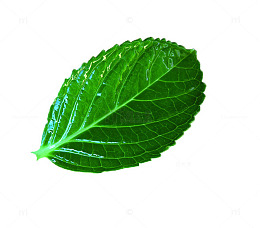 绿色薄荷叶