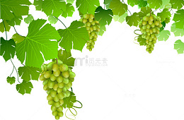 绿葡萄