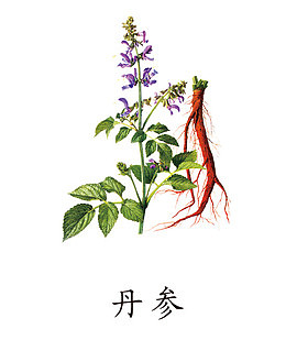 丹参药材免抠素材