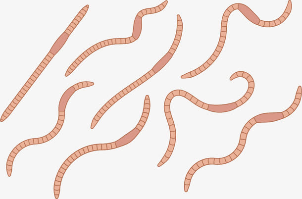矢量蠕虫蚯蚓