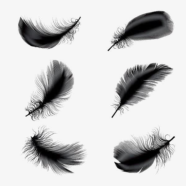 黑色系不同形状羽毛