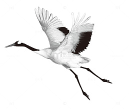 一只飞鹤