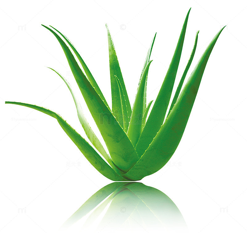 绿色芦荟素材