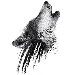 水擦狼插画