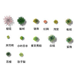 茂盛的乔木树顶