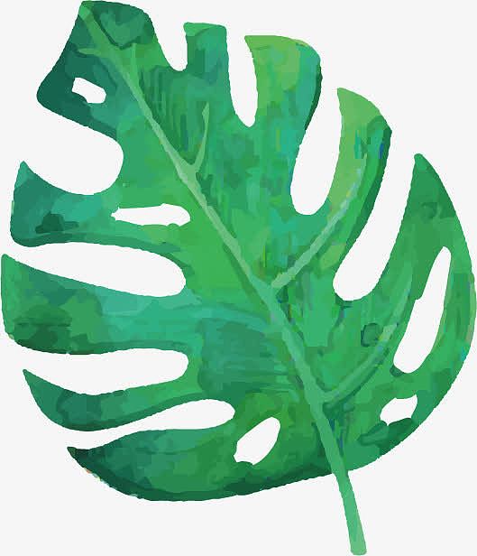 绿色树叶龟背竹