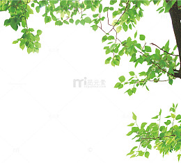 绿色树枝