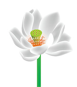 矢量白莲花