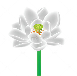 矢量白莲花