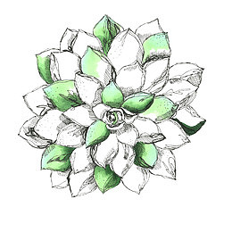 绿白相间的莲花