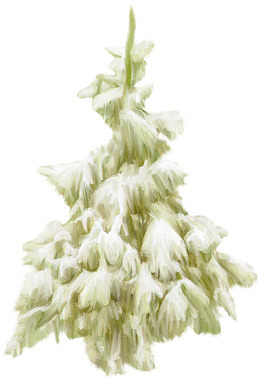 冰雪覆盖的松树