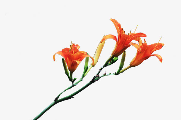 花香四溢的萱草免抠素材免费下载_觅元素51yuansu.com