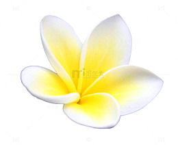 清新鸡蛋花
