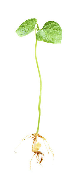 单支小菜苗