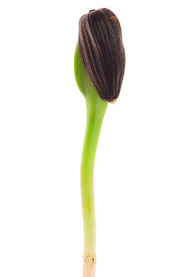 发芽的瓜子
