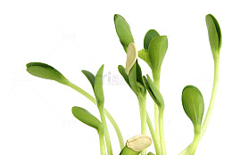 健康菜苗