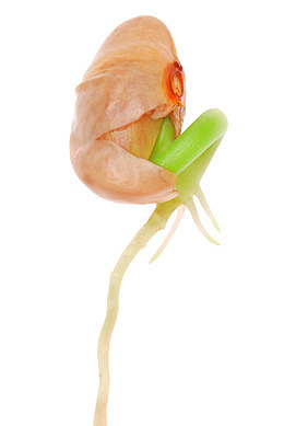 萌芽的大豆