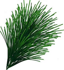 圣诞节绿色松叶