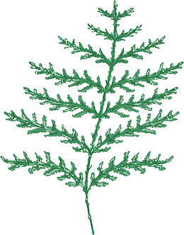 手绘绿色松树叶子