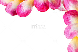 粉色花瓣边框