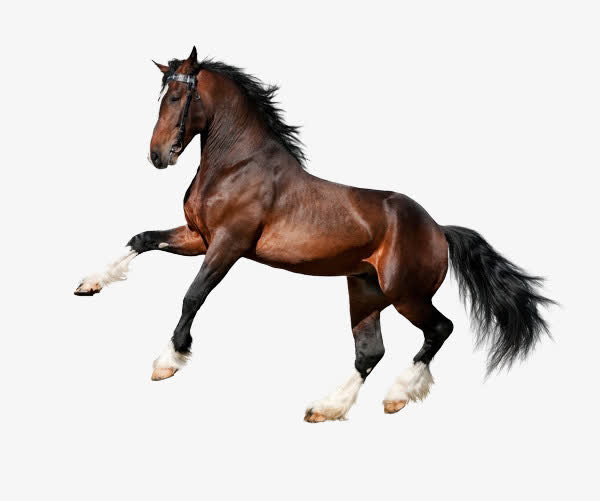 关键词 : 马匹素材,骏马素材,奔马素材[声明] 觅元素所有素材为用户