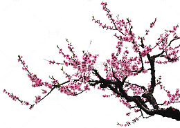 梅花花枝边角
