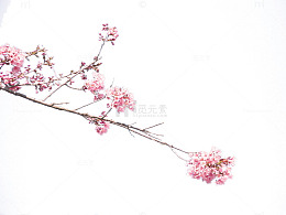 一枝梅花