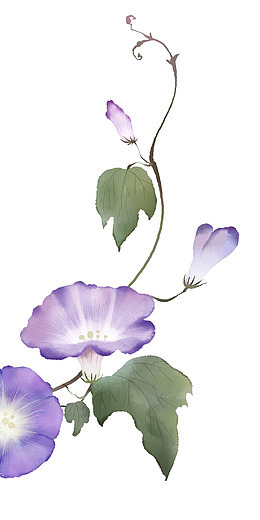 紫色牵牛花纹