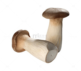 新鲜的蘑菇素材图片