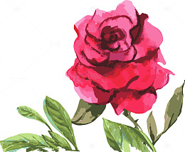 玫瑰花