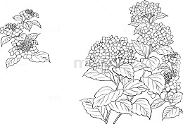 素描花朵