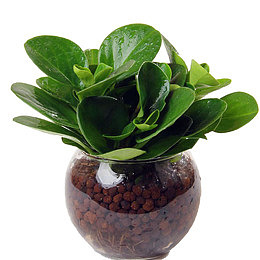 水培植物