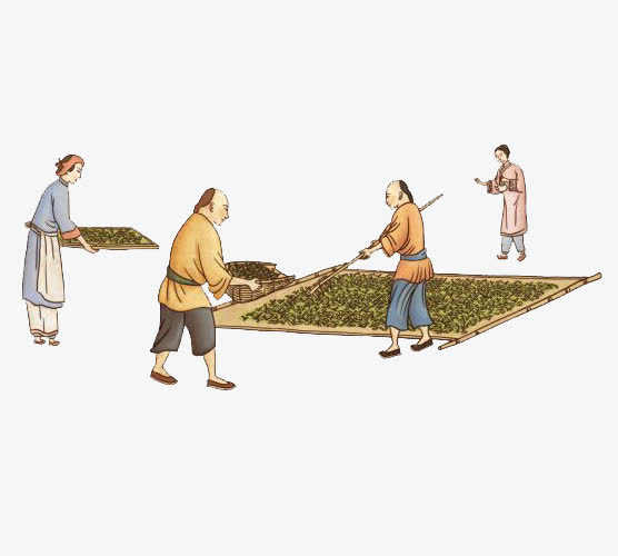采茶晒茶过程手绘图案免抠素材免费下载_觅元素51yuansu.com