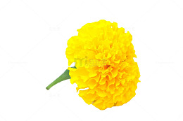 黄色带柄万寿菊
