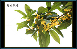 桂花飘香