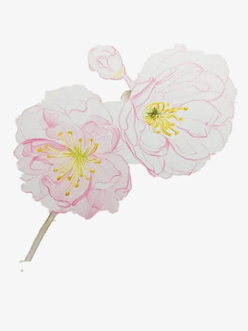 粉色的手绘樱花
