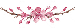 一朵樱花