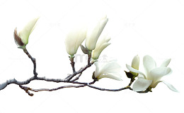 木兰花开
