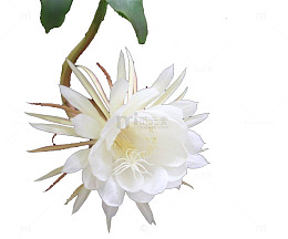 美丽的夜间开放的昙花
