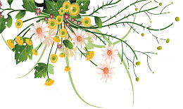 竞相开放烂漫花朵