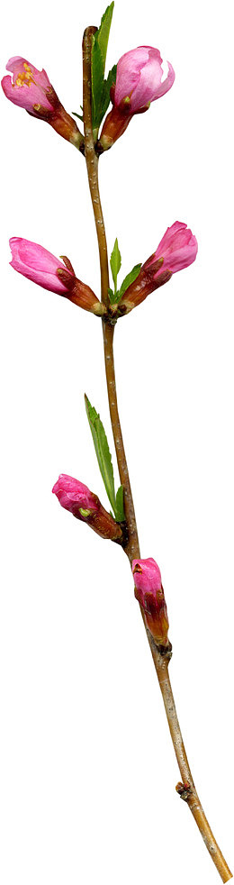 一支桃花
