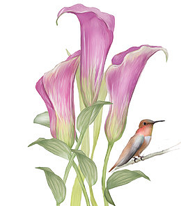 手绘紫色百合花小鸟