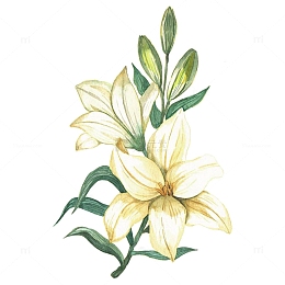 手绘白色百合花