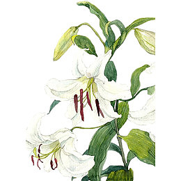 手绘白色百合花