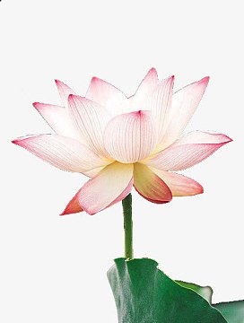 纯洁的莲花png中国风水墨荷花h5背景素材jpg淡雅荷花水墨背景psdjpg