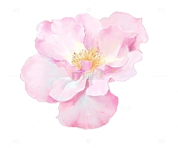 手绘山茶花