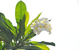 夏威夷鸡蛋花