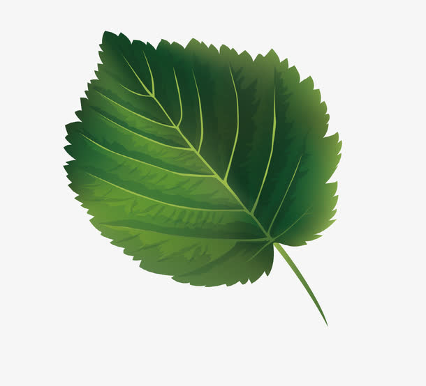 纹路清晰的矢量树叶免抠素材免费下载_觅元素51yuansu.com