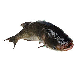 产品实物纯天然无污染花鲢鱼