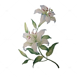 手绘白色百合花